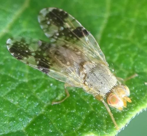 Réf. 355 818 : Tephritis bardanae